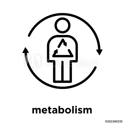 500x500 Metabolism Icon Isolated On White Background