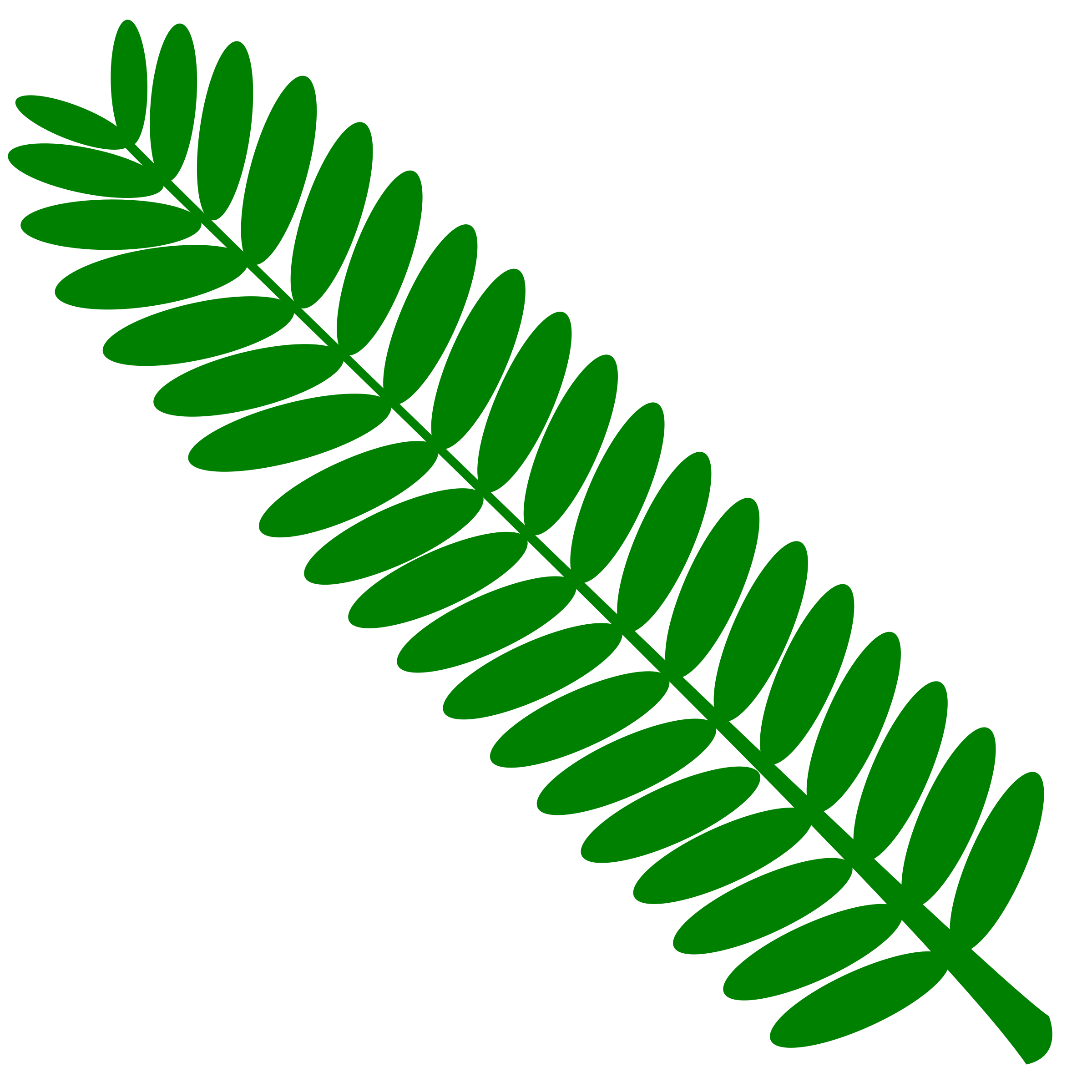 2400x2400 Mimosa Leaf Twig