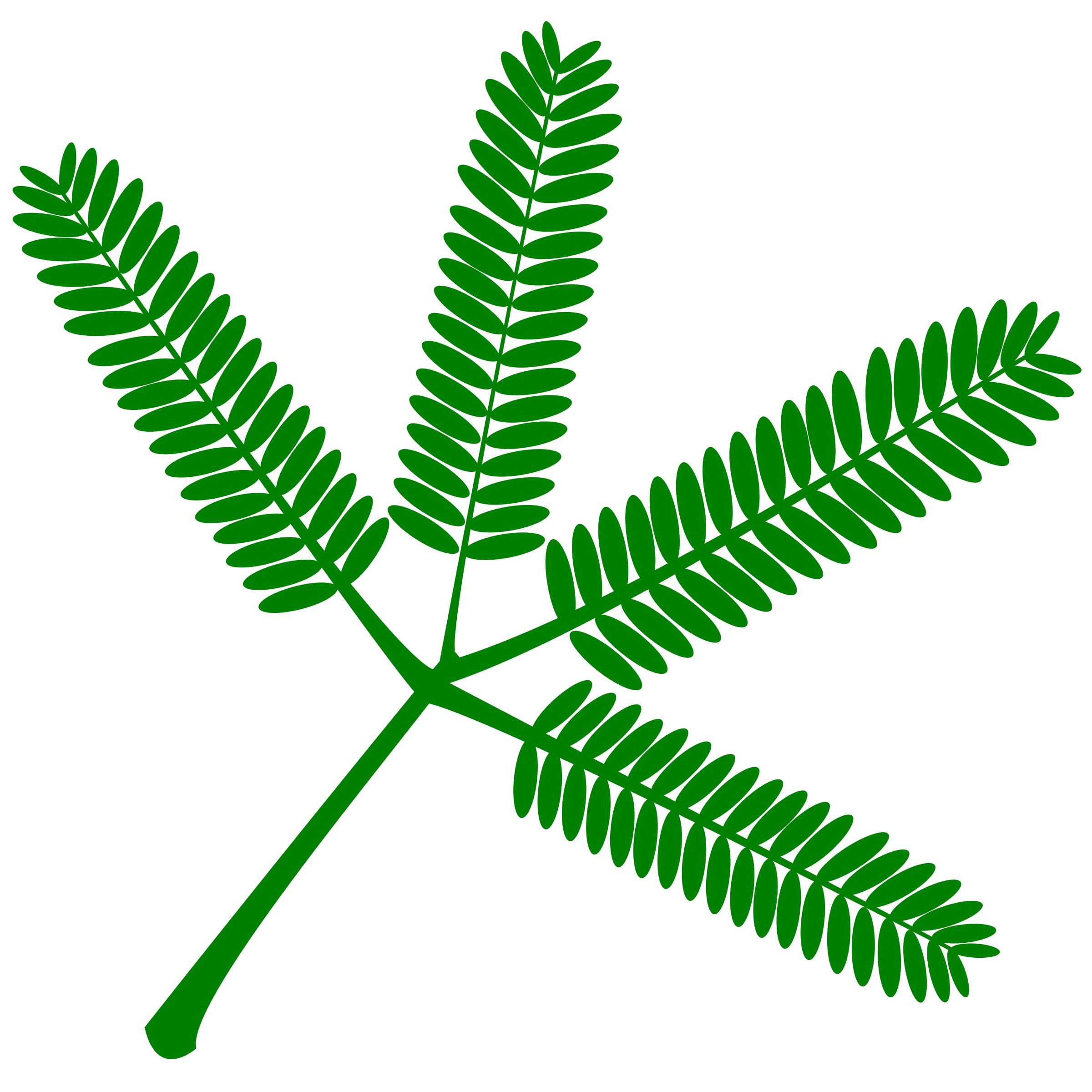 2400x2400 Mimosa Set Of Twigs As Typically Seen On The Plant Icons Png
