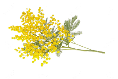 400x266 Mimosa Fleur Jaune Sheena