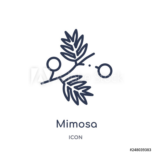 500x500 Mimosa Icon From Nature Outline Collection Thin Line Mimosa Icon