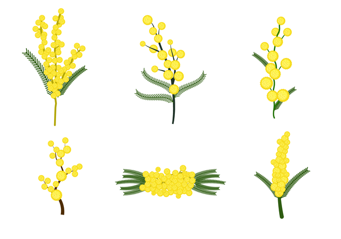 700x490 Free Mimosa Flower Vector