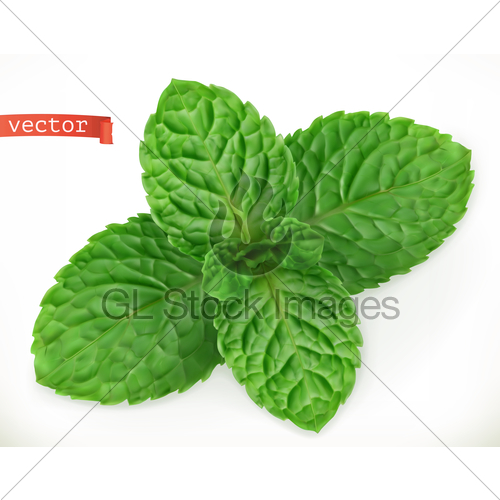 500x500 Mint Leaves Realistic Vector Icon Gl Stock Images