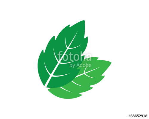 500x400 Mint Leaves Stock Image And Royalty Free Vector On Fotolia