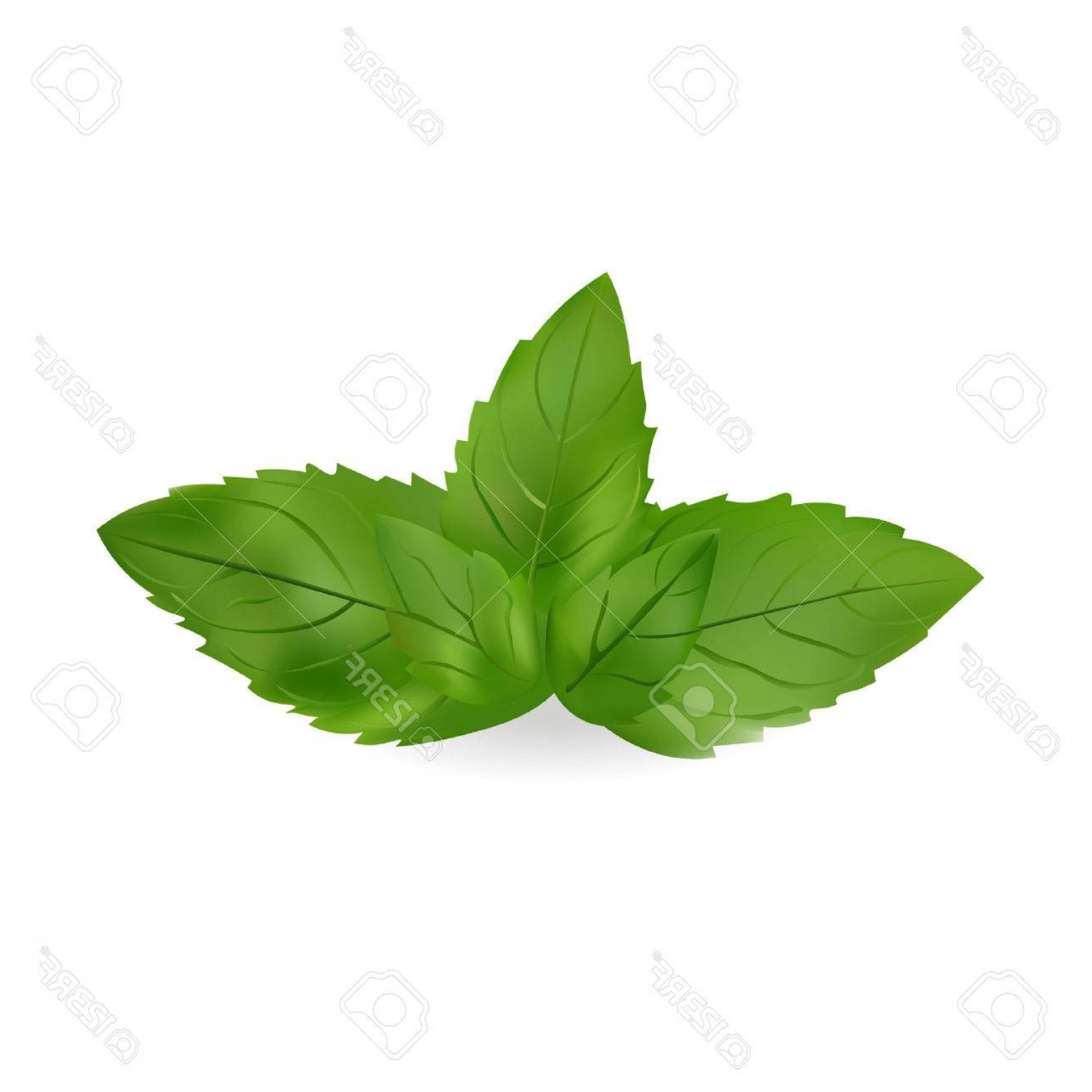 1560x1560 Photostock Vector Mint Leaves Vector Illustration Realistic Icon