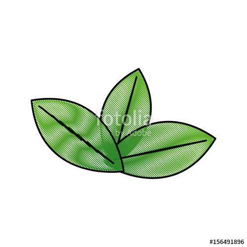 500x500 Fresh Green Mint Leaves Herbal Drink Icon Vector Illustration