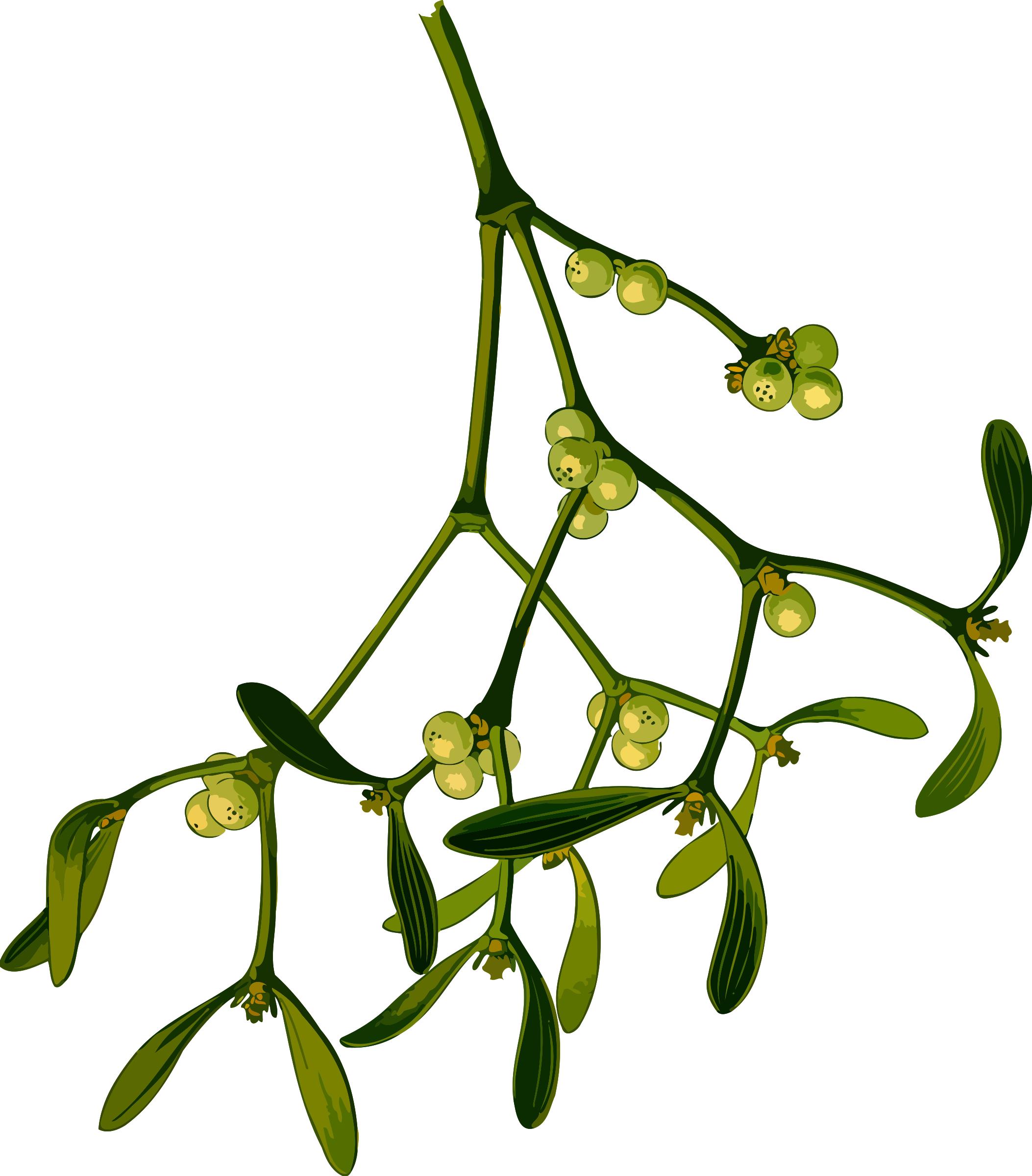 2106x2400 Mistletoe