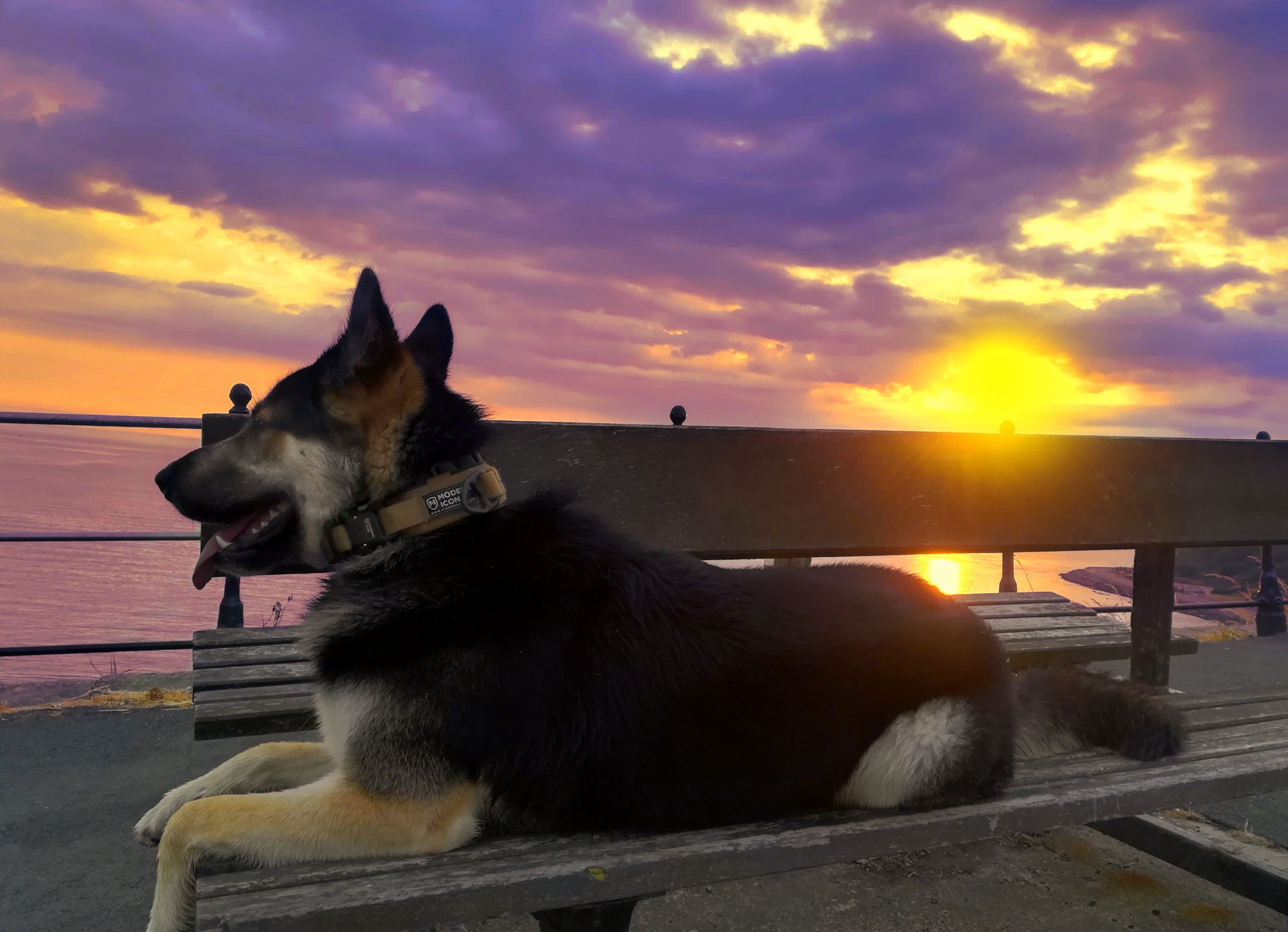 Modern Icon Dog Collar 2048x1483 Modern Icon Dog Collar