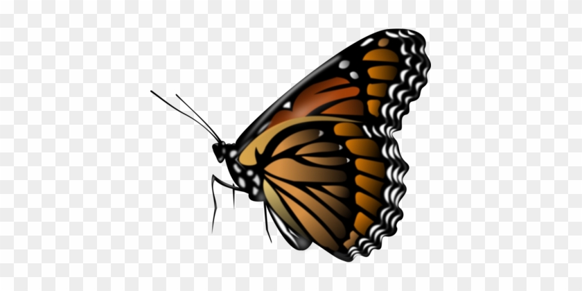 840x420 Monarch Butterfly Insect Computer Icons Brush Footed