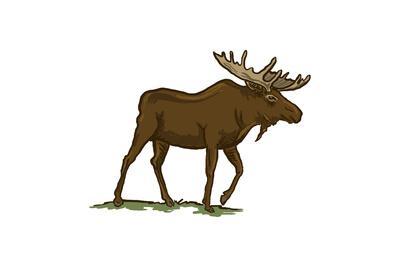 400x267 Moose