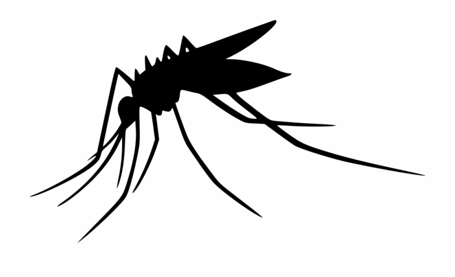 920x560 Mosquito Transparent Png