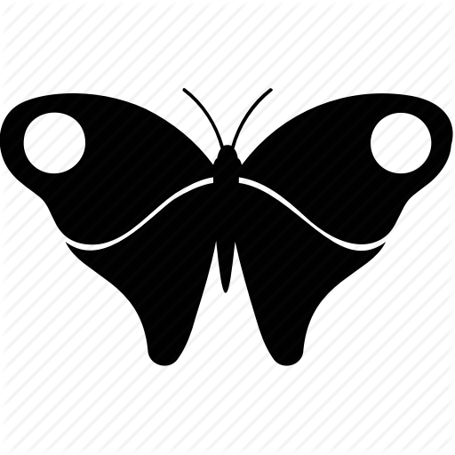 512x512 Moth