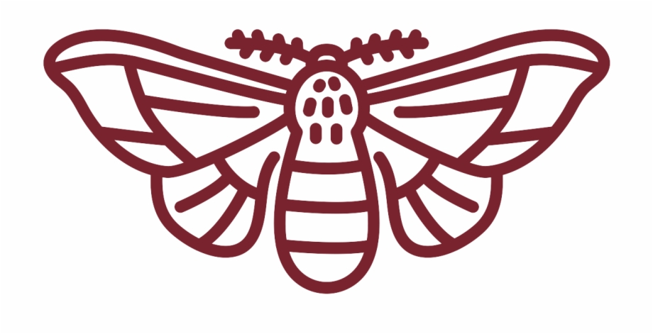 920x471 Moths Collection