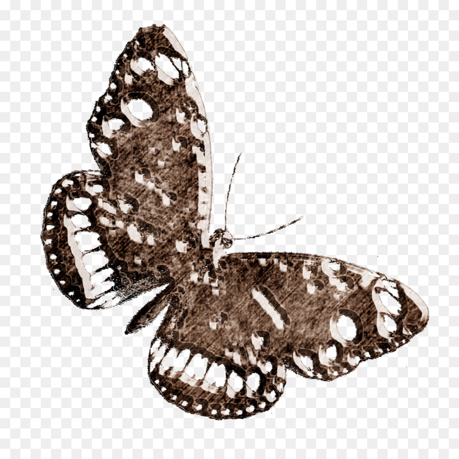 900x900 Moth