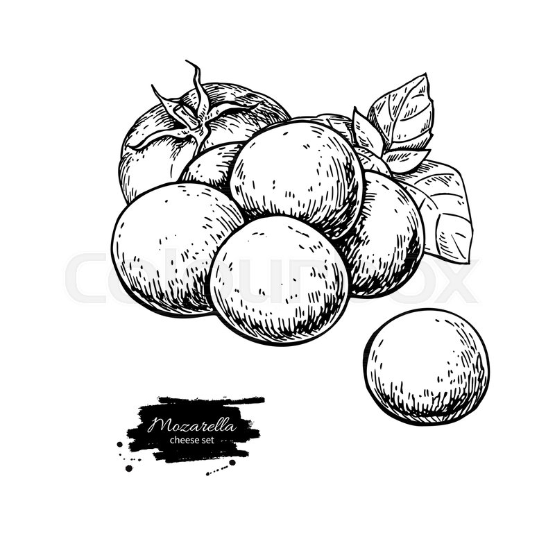 800x800 Mozzarella Cheese Vector Drawing Hand Stock Vector Colourbox