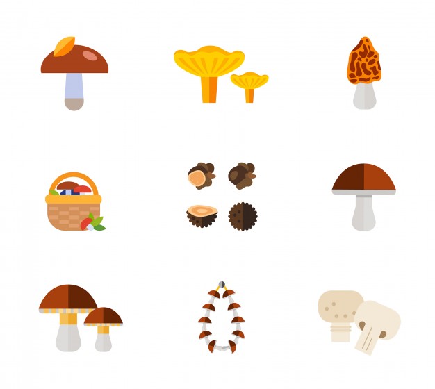626x560 Mushrooms Icon Set Vector Free Download
