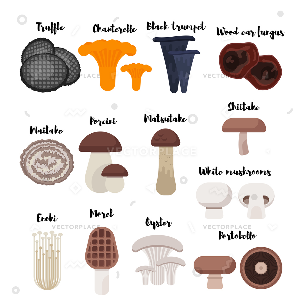 1000x1000 Flat Style Set Mushrooms Icon For Vector Illustration