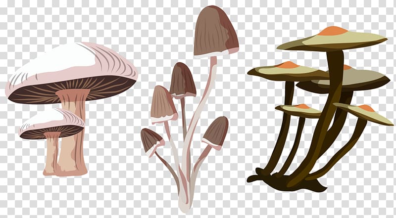 800x441 Fungus Euclidean Mushroom Icon, Mushroom Transparent Background