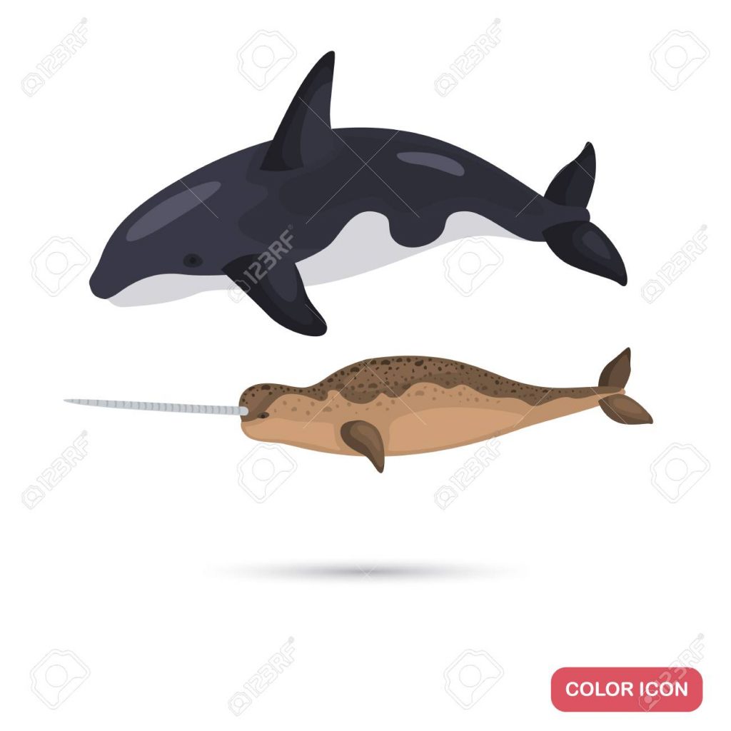 1024x1024 Uncategorized Uncategorized Narwhal Color Flat Icon For Web
