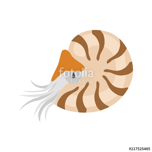 500x500 Nautilus Color Vector Icon Flat Design Stock Image And Royalty