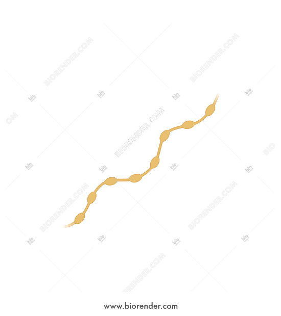 550x620 Biorender Nerve