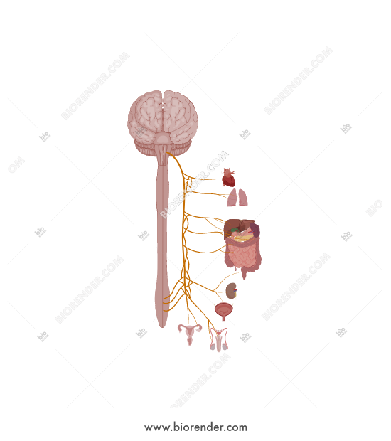 550x620 Biorender Vagus Nerve