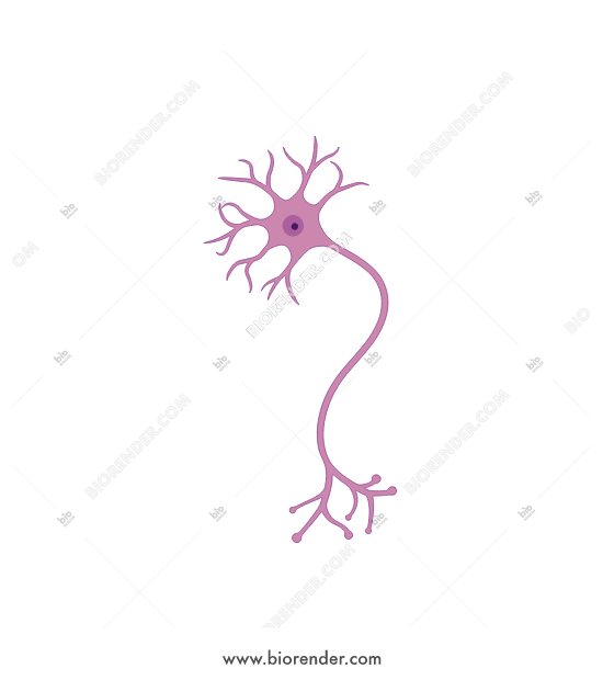 550x620 Biorender Multipolar Neuron
