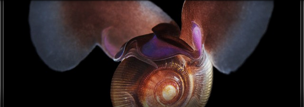 968x341 How Noaa And Bad Modeling Invented An Ocean Acidification Icon