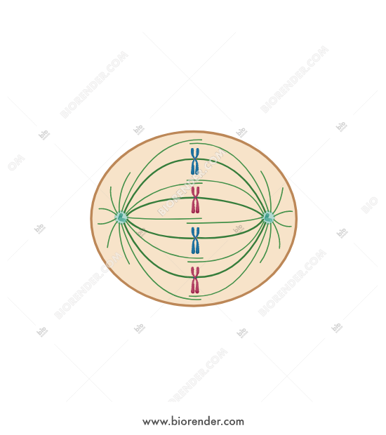 550x620 Biorender Abnormal Cell Cycle