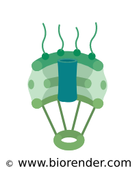 200x253 Biorender Translocation