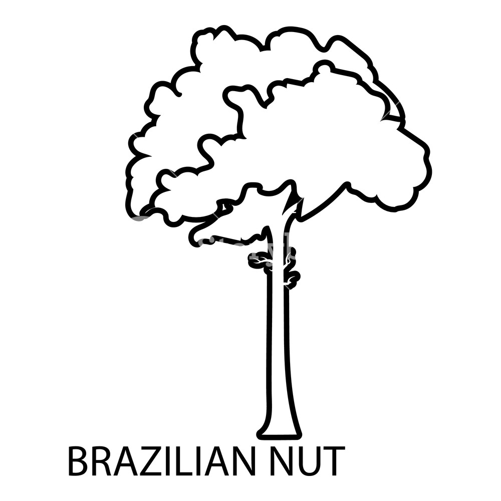 1000x1000 Brazilian Nut Icon Outline Illustration Of Brazilian Nut Vector