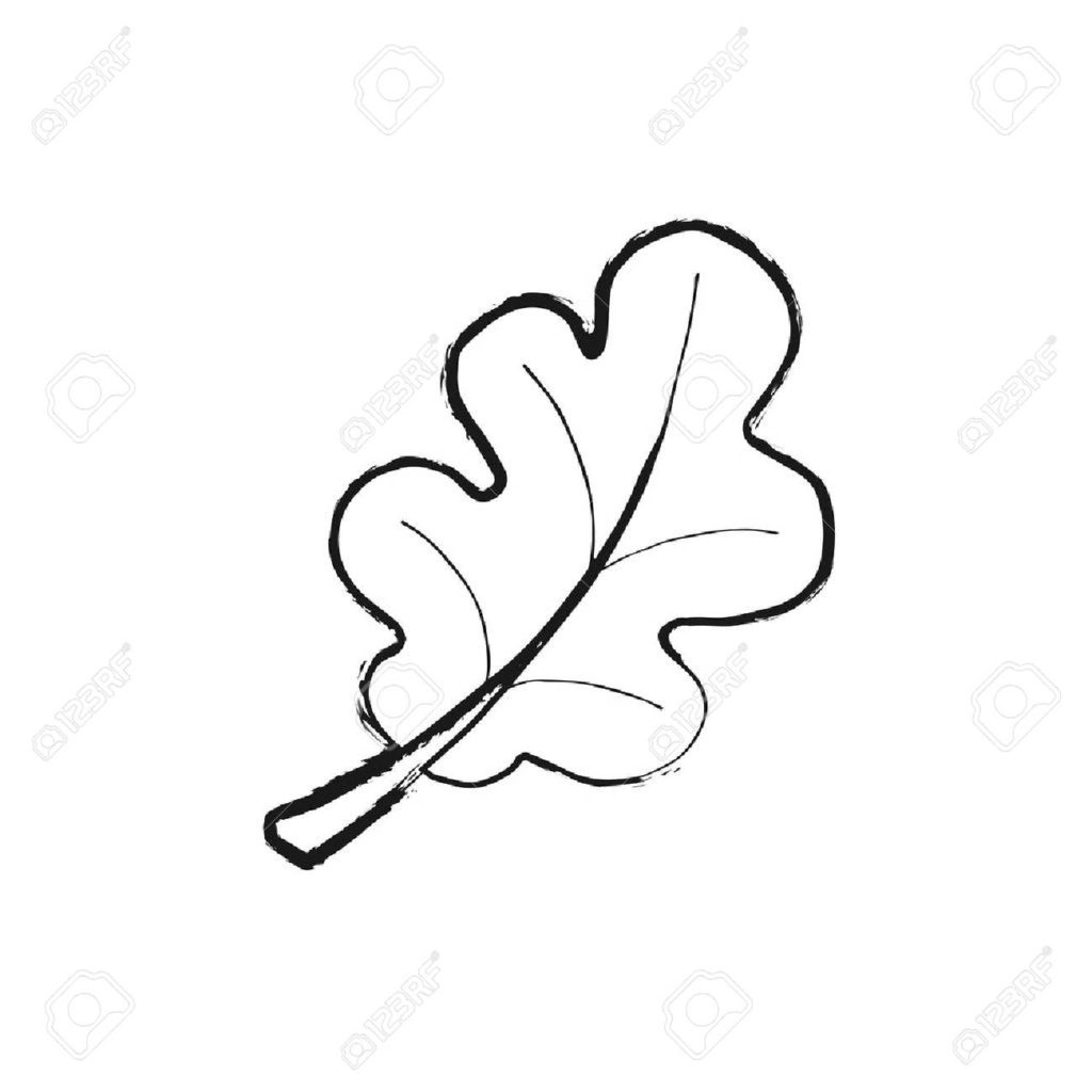 1024x1024 Coloring Oak Leaf Vector Illustration Icon In Black Simple