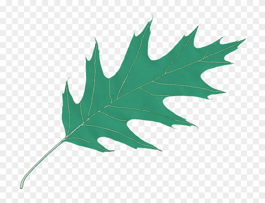 880x675 Oak Leaf Icon Clipart Leaf Computer Icons Clip Art