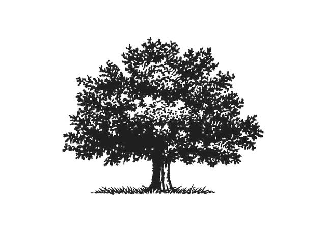 Oak Tree Icon at Vectorified.com | Collection of Oak Tree Icon free for ...