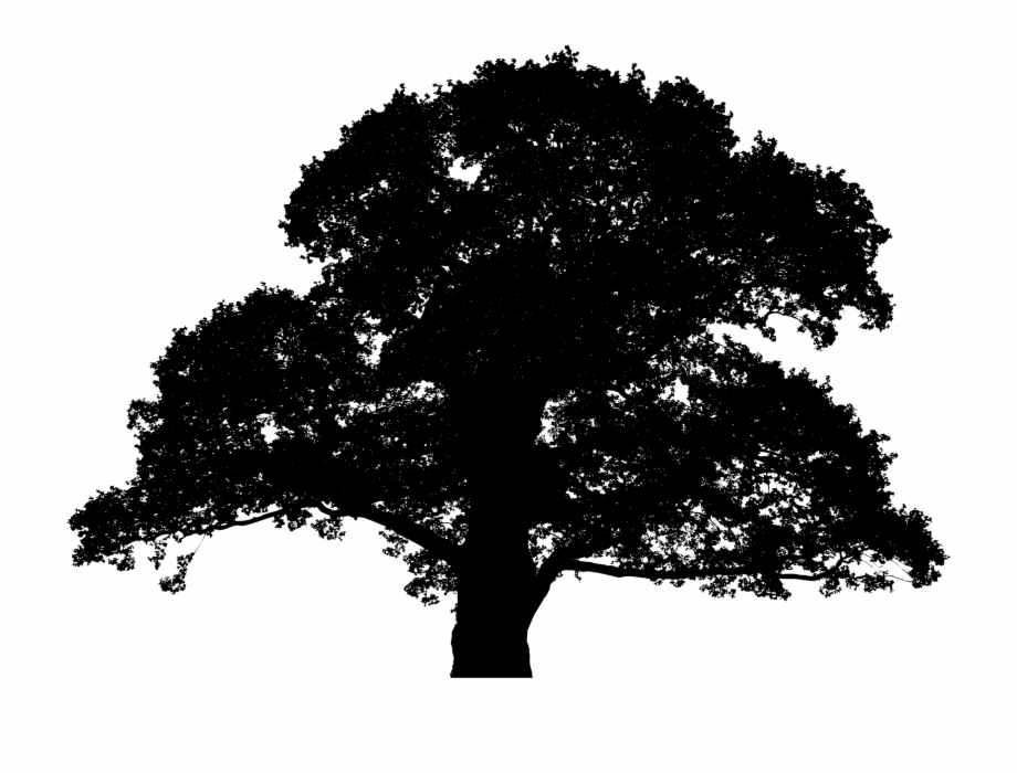 Oak Tree Icon at Vectorified.com | Collection of Oak Tree Icon free for ...