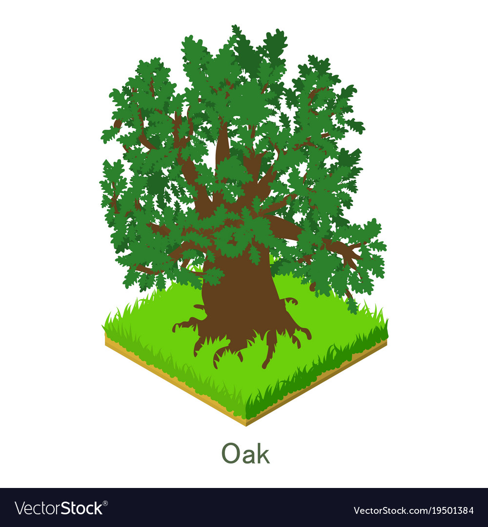1000x1080 Oak Icon