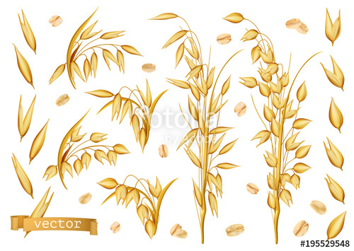 500x355 Oat Plants, Rolled Oats Realistic Vector Icon Set Stock Image