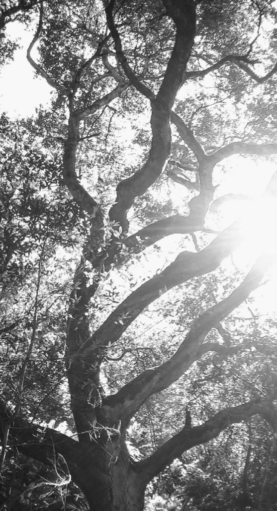 557x1024 Art, Spirit, And The Old Lady Icon Sleep On The Hearth