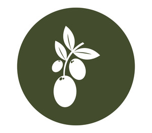 300x263 Olive Icon
