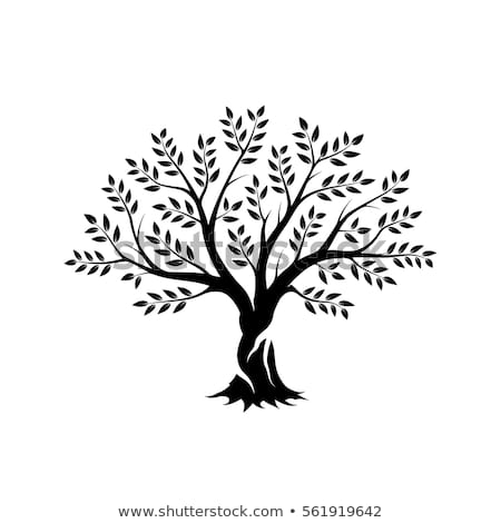 450x470 Download Free Png Olive Tree Silhouette Icon Isolated On Stock
