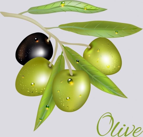 600x577 Olive Icon Shiny Green Black Design Free Vector In Adobe