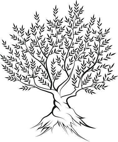 378x457 Olive Tree Outline Silhouette Icon Stock Vectors