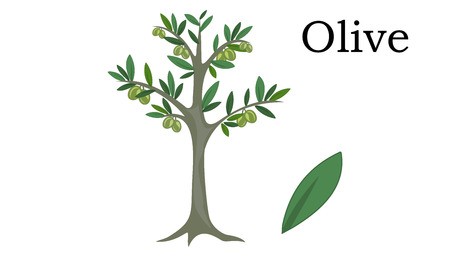 450x257 Olive Trees Vector Element Vector Icon Green Icon Royalty Free