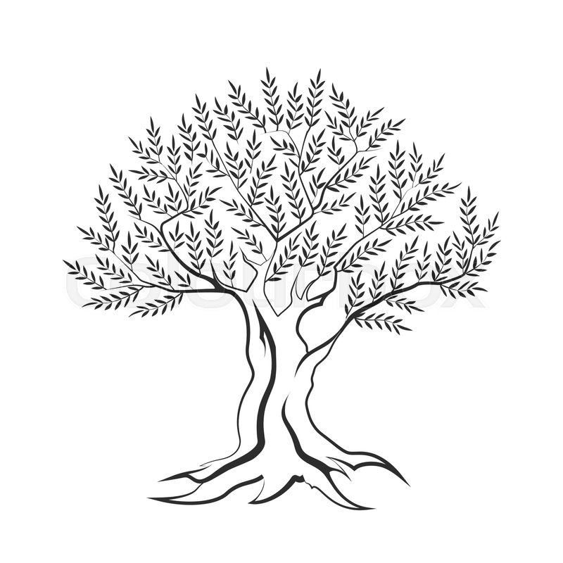 800x800 Olive Tree Outline Silhouette Icon Stock Vector Colourbox