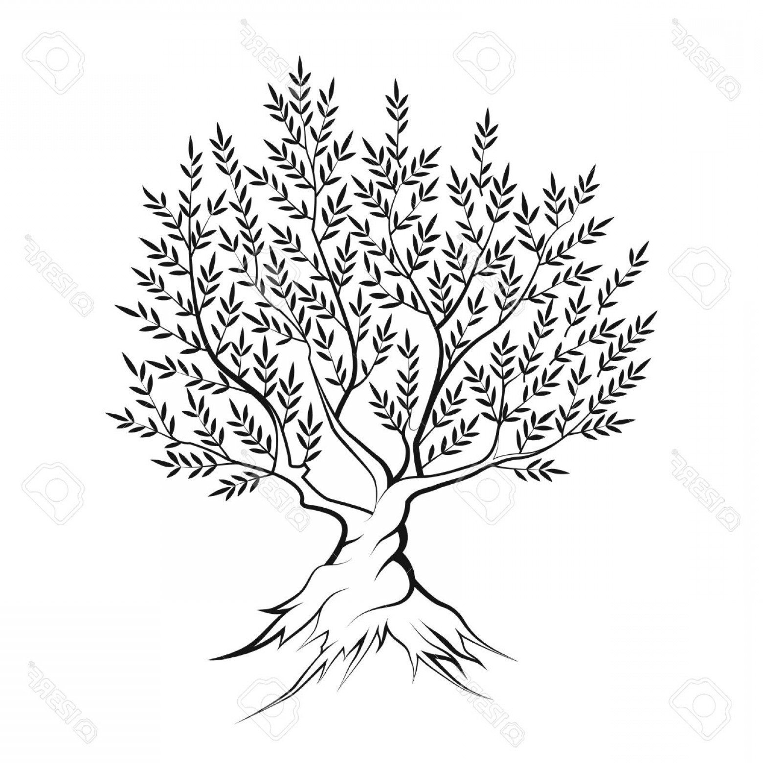 1560x1560 Photostock Vector Olive Tree Outline Silhouette Icon Isolated