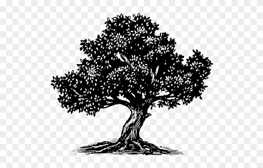 840x537 Icon Olive Tree Black
