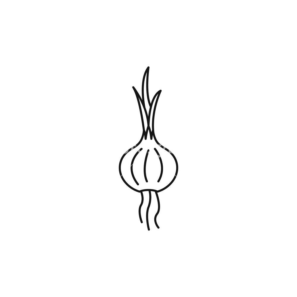 1000x1000 Onion Icon In Outline Style Isolated On White Background Royalty