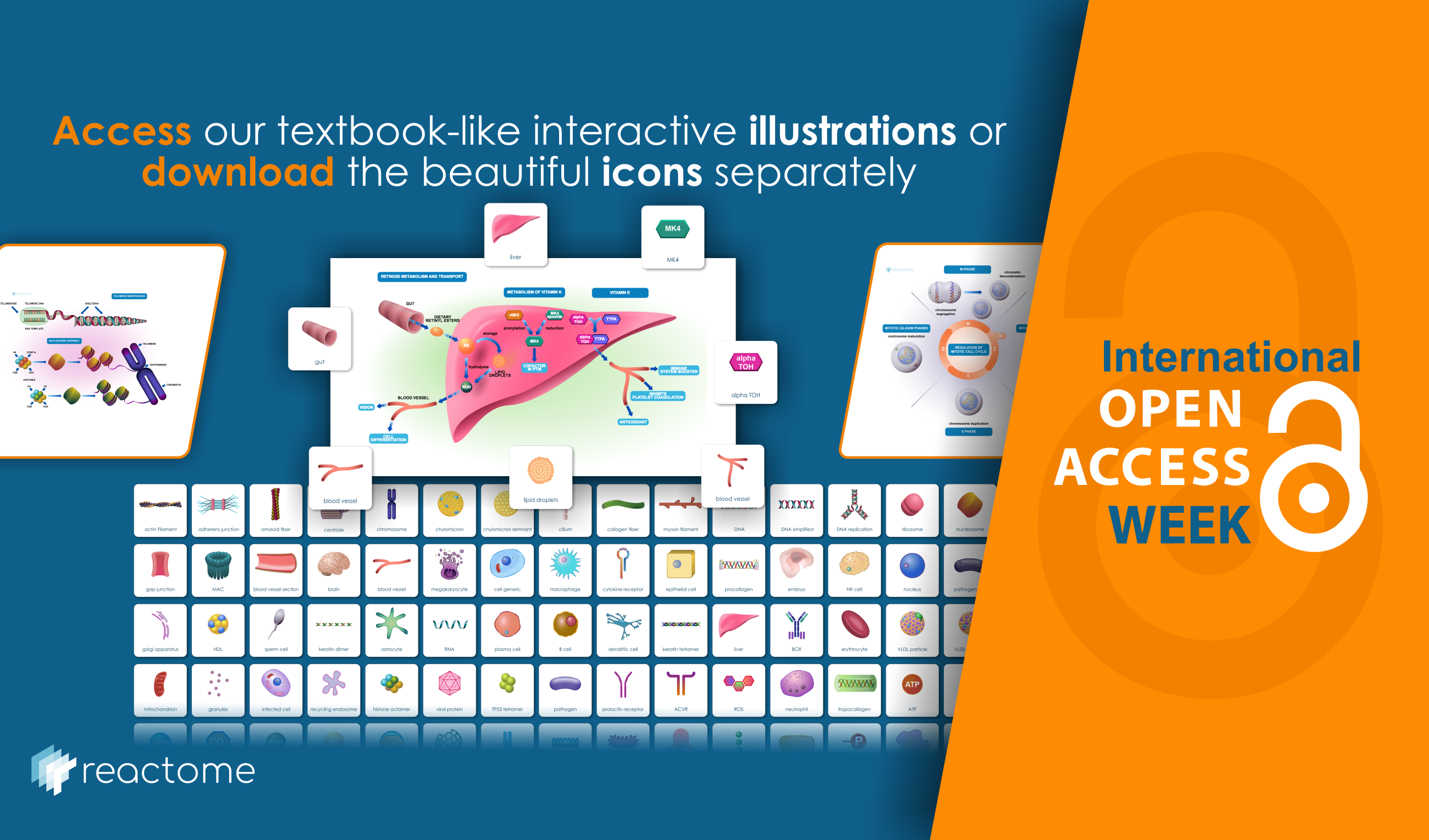 2607x1533 International Open Access Week Interactive Illustrations And Icon