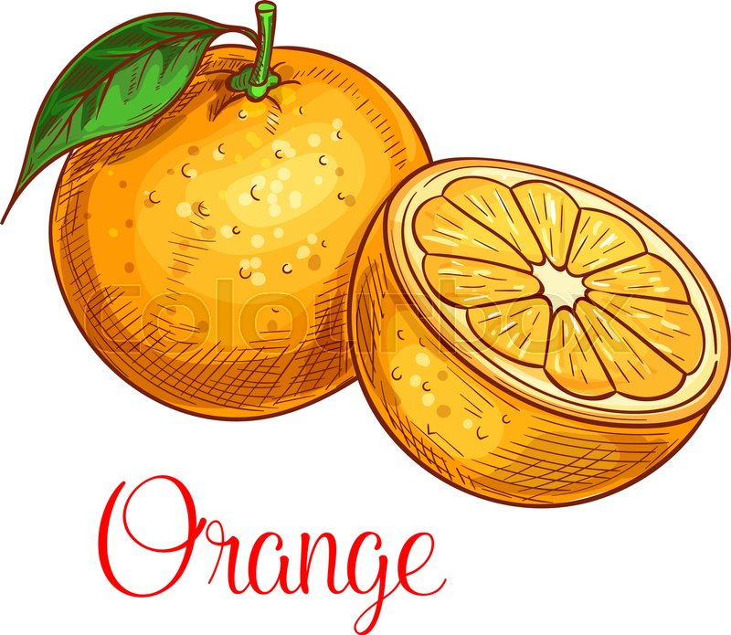 800x695 Orange Fruit Sketch Vector Isolated Stock Vector Colourbox