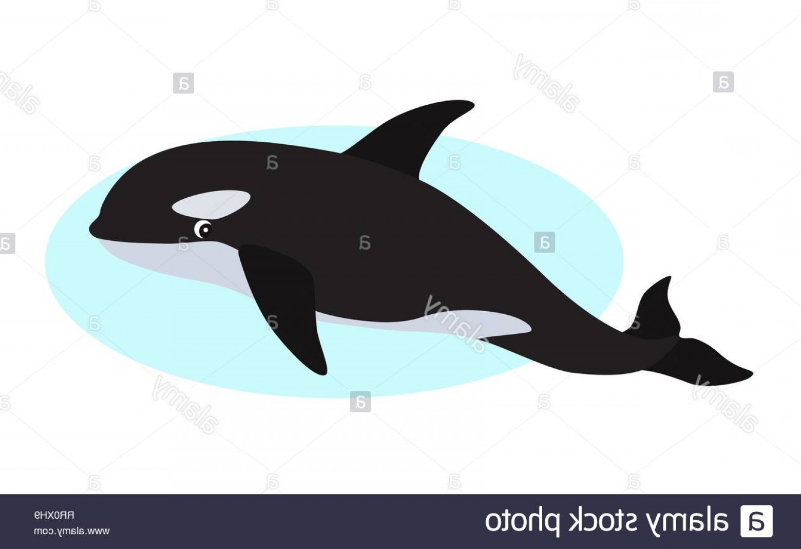 1560x1069 Orca Icon Whale Killer Isolated On White Background Image